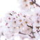 桜６