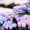 長崎の紫陽花
