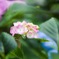 紫陽花