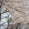 入園に間に合った桜