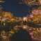 東寺の夜桜②