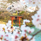 桜と鳥居