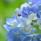 紫陽花