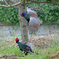 身近にいる野鳥CIII！