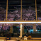 夜桜