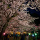 夜桜