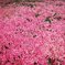 The azalea carpet