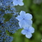 紫陽花