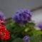 花　その109