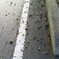 散歩道携帯でパチリ2