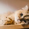 暇だし眠いし。