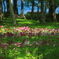 癒しの花園Ⅱ
