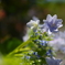 紫陽花