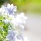 紫陽花