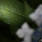 散り紫陽花