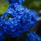 紫陽花