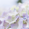 令和元年の紫陽花＜其の四＞
