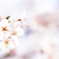 桜７