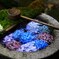 柳谷観音　花手水