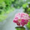 道端の紫陽花