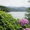 余呉湖の紫陽花 3