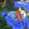 紫陽花その2