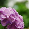 紫陽花