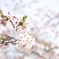 弁天公園の桜