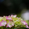 令和元年の紫陽花＜其の五＞