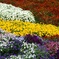 春の花達