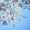 桜と空