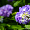 20190616)吉野山公園紫陽花-9