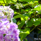 20190616)吉野山公園紫陽花-12