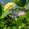 20190616)吉野山公園紫陽花-11