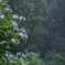梅雨の花
