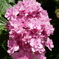 紫陽花