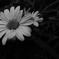 庭の花