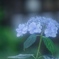 紫陽花