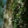 植物のイキイキした姿