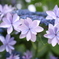 紫陽花