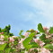 初夏の森　その４