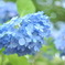 紫陽花