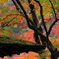 苔むす寺