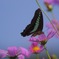 秋桜とアオスジアゲハ