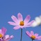 秋桜