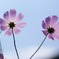秋桜