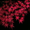 真紅 ’10