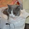 ねこ