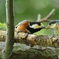 ヤマガラの餌渡し