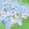 紫陽花の中のテルテル坊主